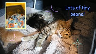 Introducing My New Foster Kittens // 3 Year Fostering Anniversary! by The Kitten Choreographer 163 views 1 year ago 5 minutes, 19 seconds