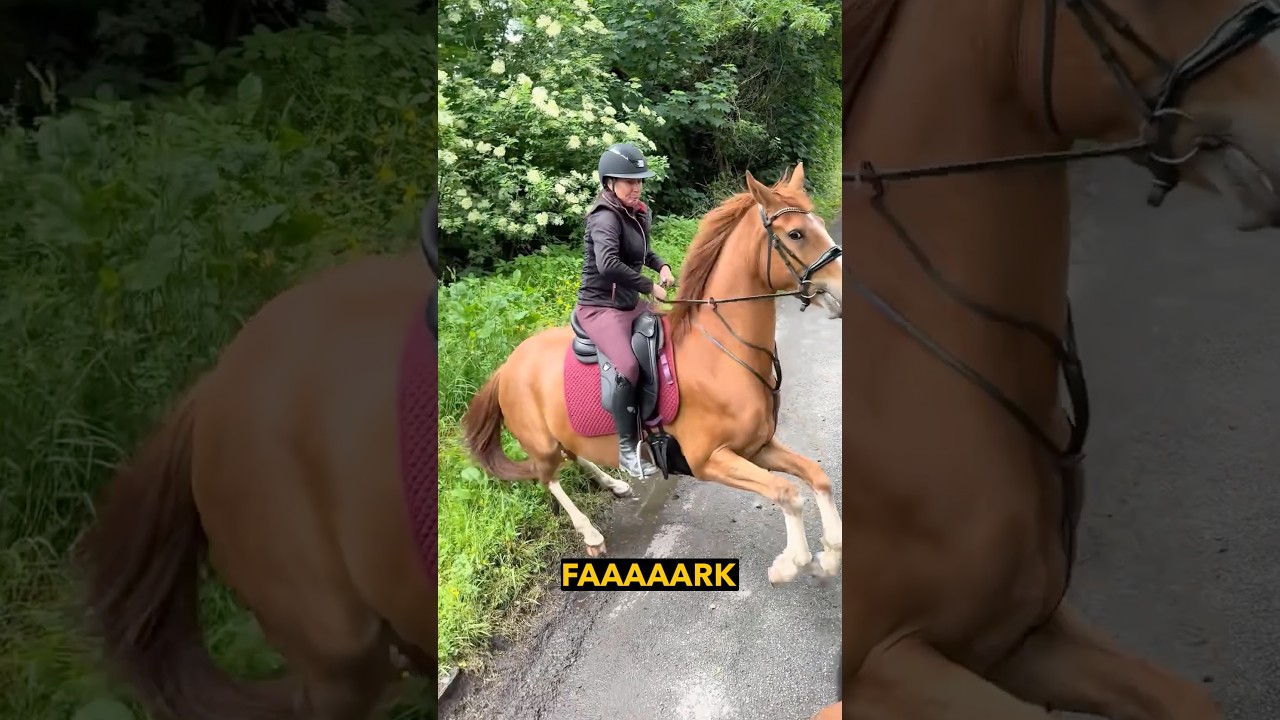 Horse Fears a Donkey - Ozzy Man Reviews