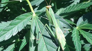 OUTDOOR GROW - THE MANTIS QUEEN !