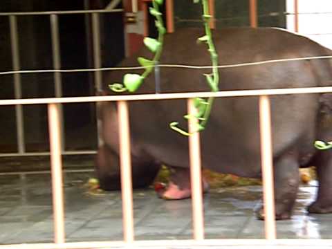 Male Hippopotamus finally gets his food @ Zoo Antwerp