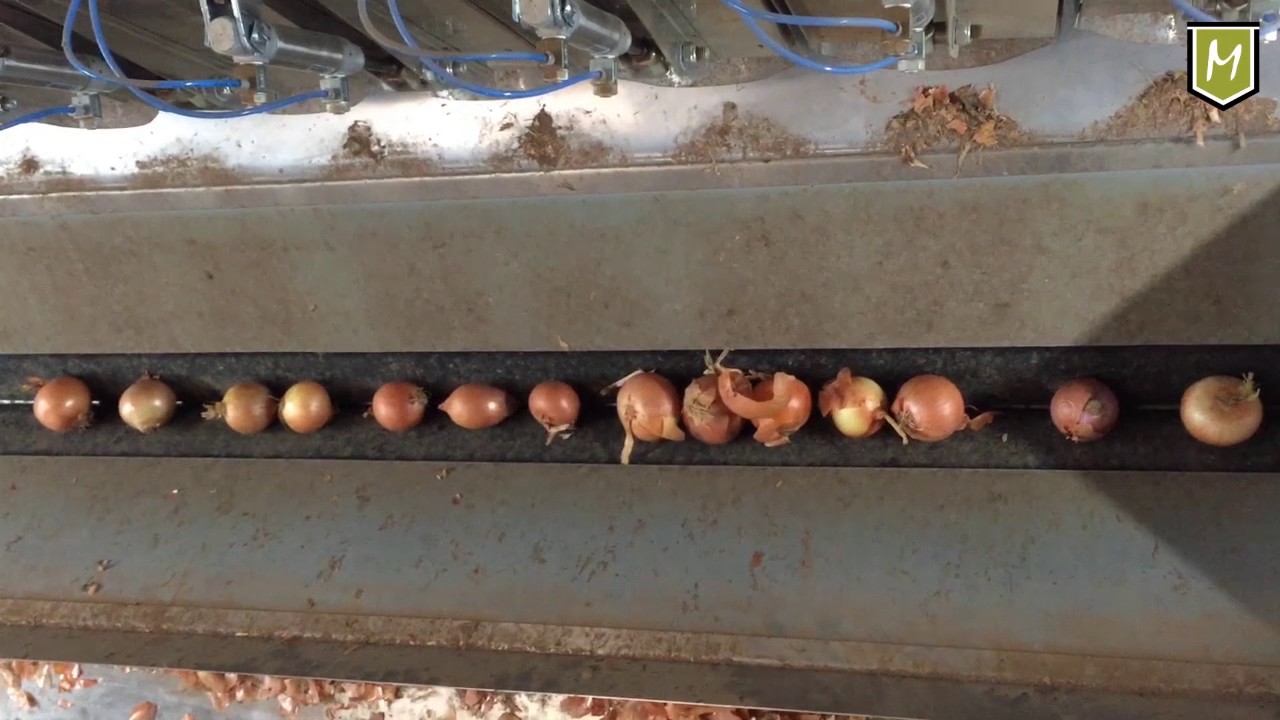 M8 XL double discharge onions