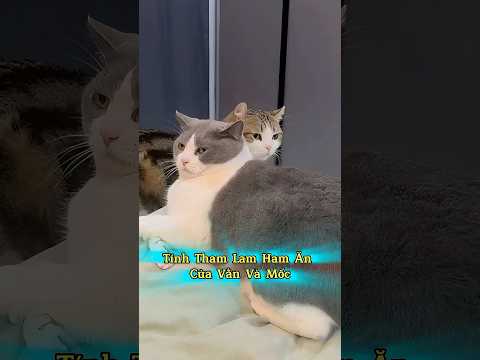 Mèo Vằn & Mốc | Tính Tham Lam Ham Ăn 😹 #Shorts #ThuCung #ChoMeoDrama #meouo6868 #tiktok #douyin