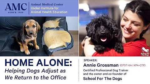 How to Prevent Separation Anxiety in Dogs