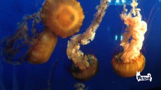 Jelly Fish Screen saver at the Vancouver Aquarium screenshot 5