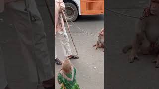 Monkey doing dance &amp; tricks and shaking hand 🤩😳 #shorts #monkey #monkeydance