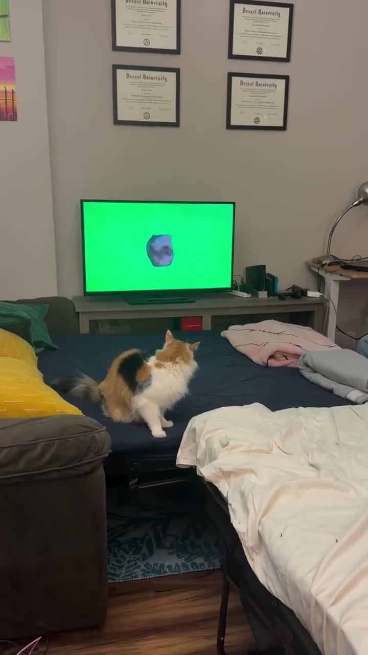 Très drôle le chat ? ? ? ??????