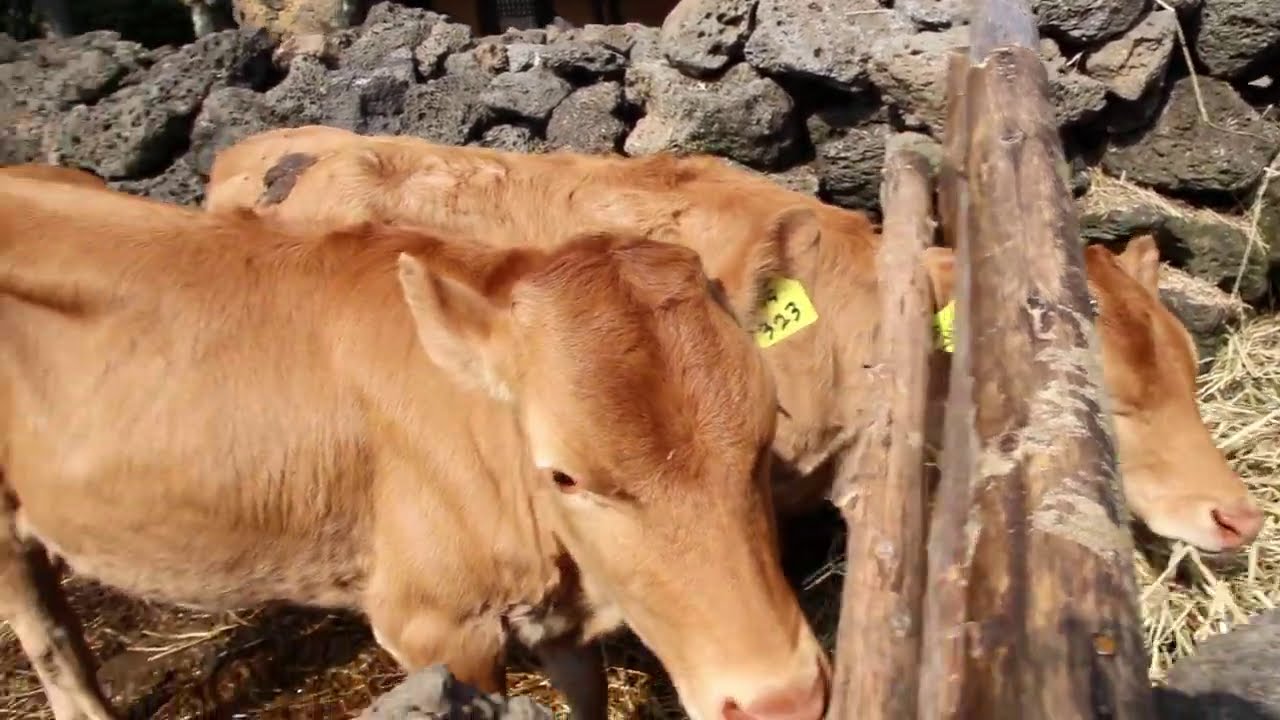 Feeding Cows & Feeding Deers at Jeju Folk Village YouTube