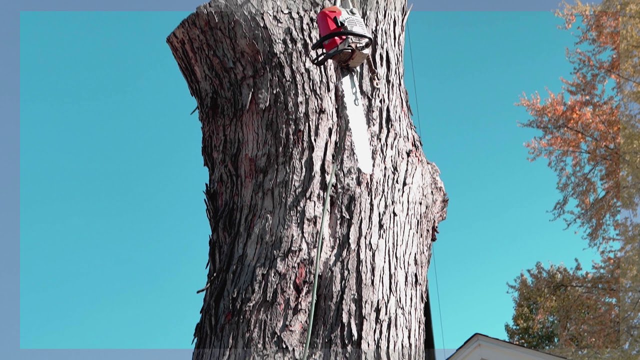 Tree Service & Landscaping Promotional Video