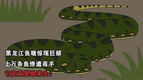 黑龍江魚塘驚現巨蟒，上萬條魚慘遭毒手，它究竟是啥來頭？ - 天天要聞