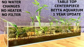 One Year Update On Our Princess Betta Aquarium!