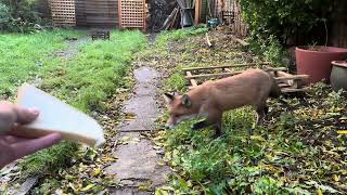 Fox Hand Feeding