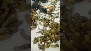 Gherkins #healthyfood #cucumber #dilpickle #gherkin #pickle #bestfood #dillpickle #gherkins