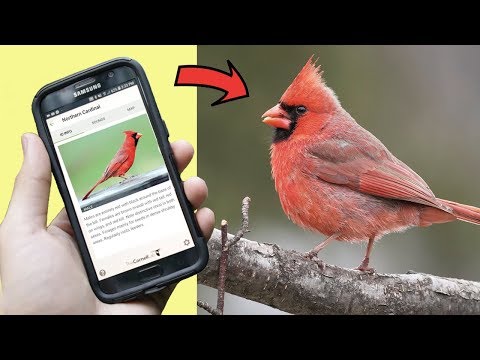 Identify YOUR Backyard Birds