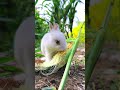 Cute but Smart — How a Little Rabbit Steals Corn Without Getting Caught
