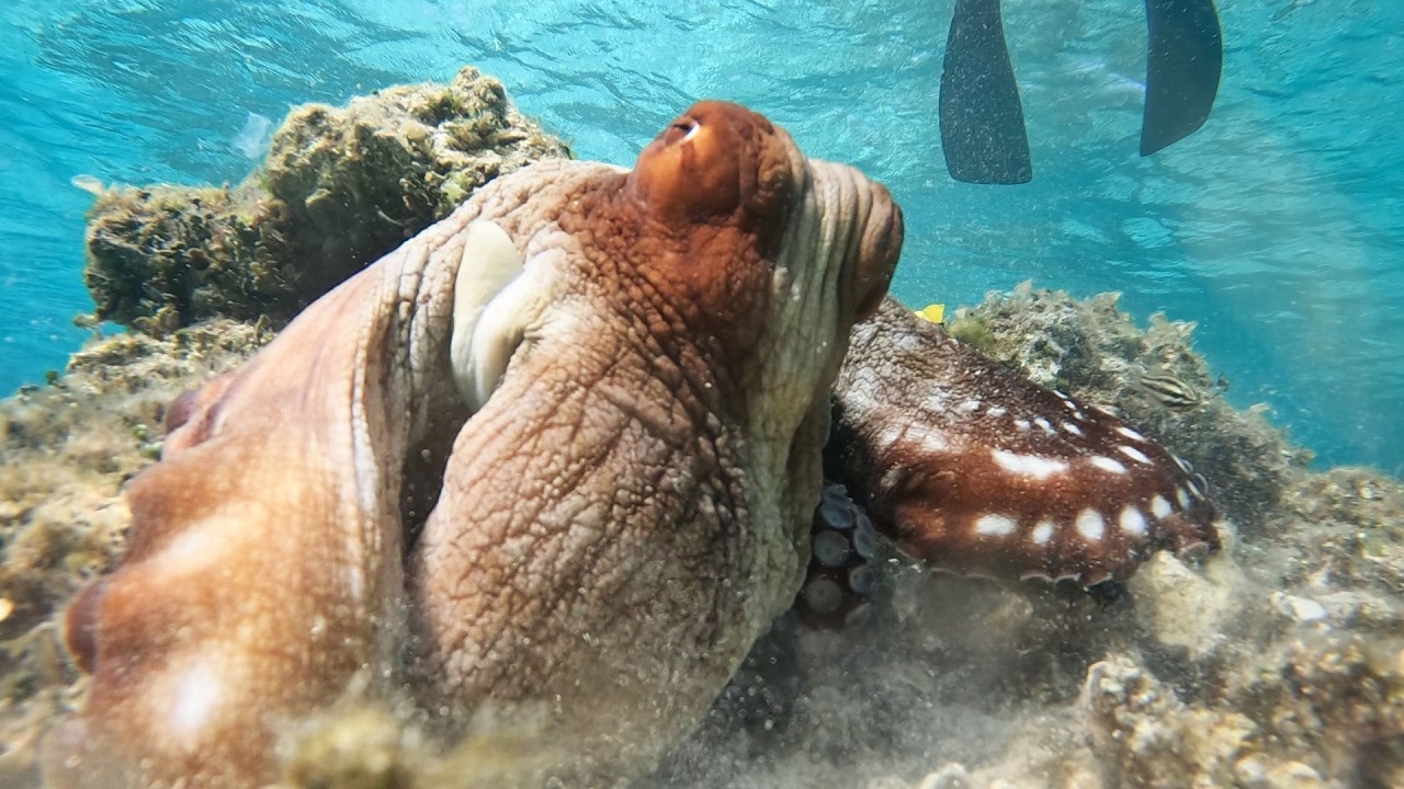 巨大タコを一瞬でとる神業！久米島の最強漁師に密着してみた！【前編】