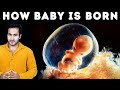 How Baby Grows in Mother's Stomach? | Complete Lifecycle of a Baby Inside a Womb