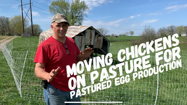 Moving Chickens on Pasture for Pastured Egg Production