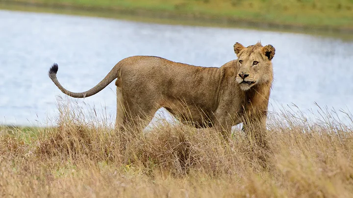 Survival In The Swamp: Lions Adapt To The Flooded Wilderness Of The Okavango Delta