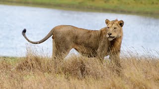 Lions Adapt Their Hunting Technique To Survive | Swimming With Lions | Real Wild