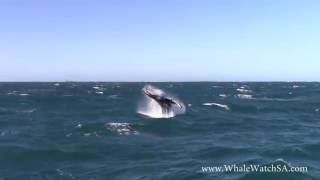 Breaching Humpback | Dyer Island Cruises