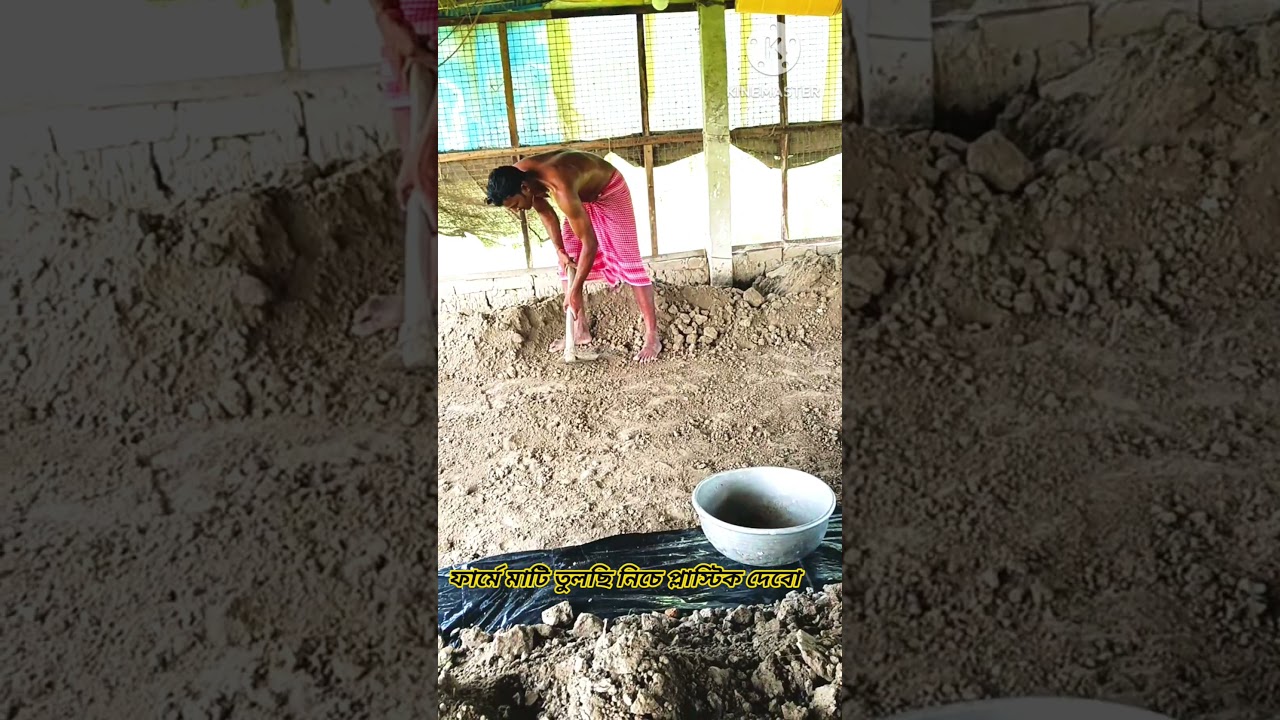 ফার্মের মাটি তুলছি প্লাস্টিক দেবো😓#shorts#shortvideo #shortsfeed #farming #chickenfarming #poultry