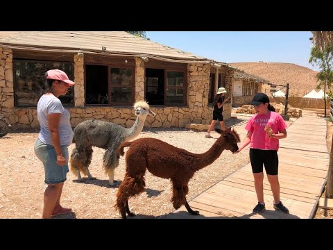 חוות האלפקות - מצפה רמון. האכלת וליטוף אלפקות, לאמות, עיזים ועוד