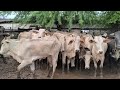 FEIRA DE GADO EM CACHOEIRINHA PE DIA 02/04/2026