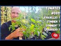 Plantation des tomates  quoi quand comment combien 