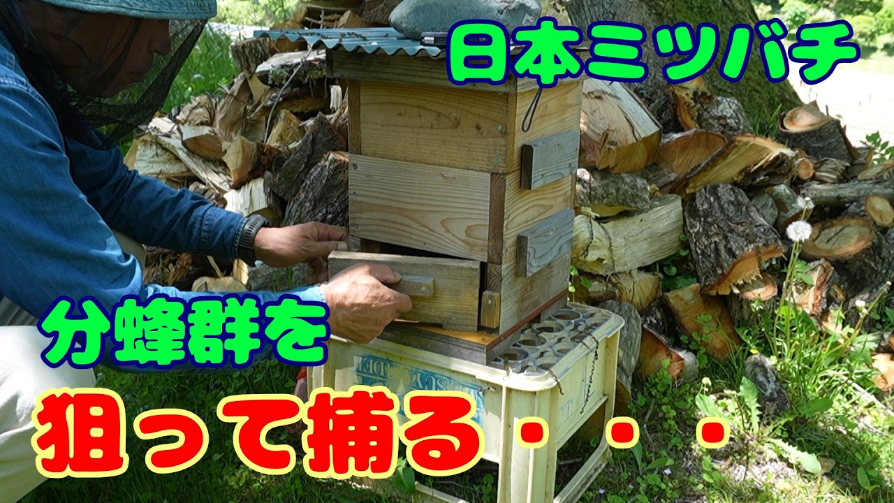 日本ミツバチの分蜂群を狙って捕る、分蜂インジケーター方式（？）です