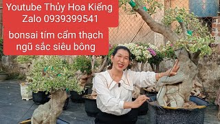 Thứ 4 /24/4/2024 Thủy Hoa Kiểng Zalo 0939399541 giao lưu giấy mỹ ghép tím cẩm thạch bonsai đế vip...