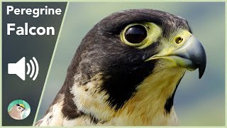 Peregrine Falcon  Sounds