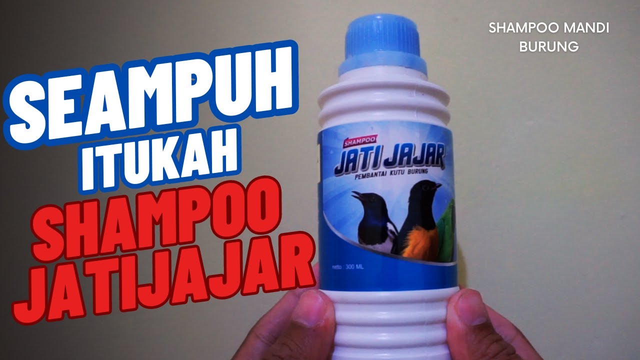 REVIEW JUJUR SHAMPOO JATIJAJAR UNTUK MEMANDIKAN BURUNG