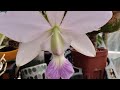 Cattleya walkeriana f.coerulea 'San Gabriel'