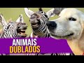 Animais Dublados Episódio 14