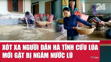Xót xa người dân Hà Tĩnh cứu lúa mới gặt bị ngâm nước lũ  | VTV24