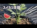 【家庭菜園】畑のスイカ「苗」の植え方【1日目】How to plant watermelon "seedlings" in the field