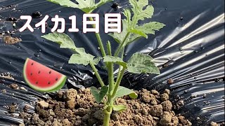 【家庭菜園】畑のスイカ「苗」の植え方【1日目】How to plant watermelon "seedlings" in the field