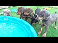 Do Doberman Puppies Like to Swim?!?!