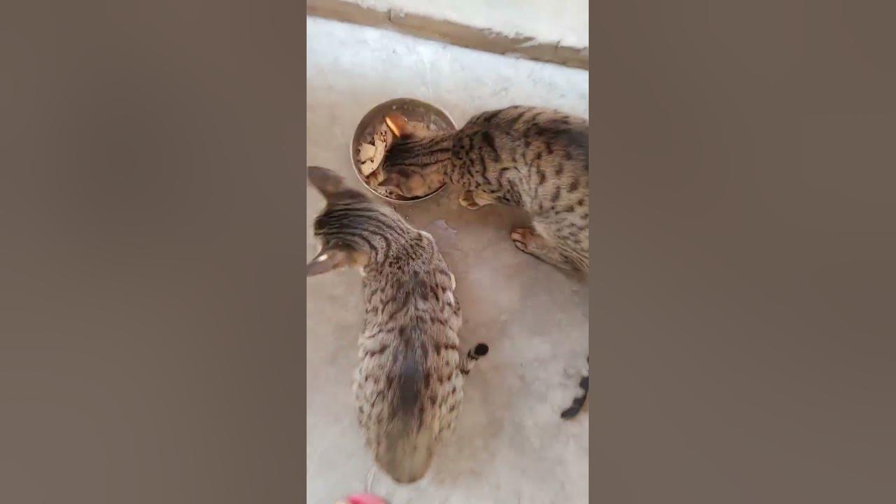 drink-milk-eat-chapati-take-sunbath-youtube