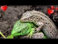 ЯЩЕРИЦЫ - ПРИКОЛЬНЫЕ МИЛЫЕ ЖИВОТНЫЕ 😍 Макро видео съёмка ящериц Lizards