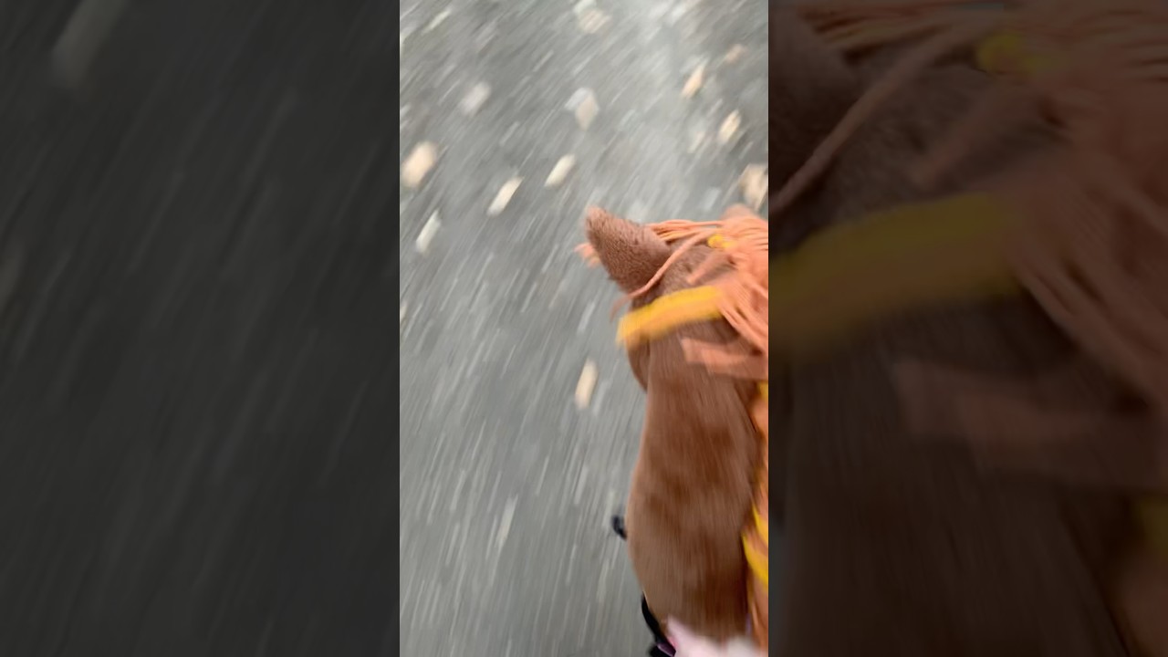 This is ur sign to take ur hobby horses out galloping bridleles! 