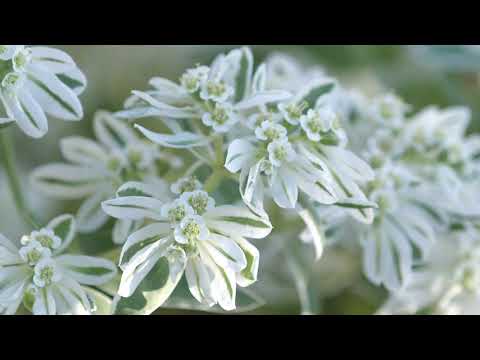 Bergschnee, ein Wolfsmilchsgewächs für den Beetrand.