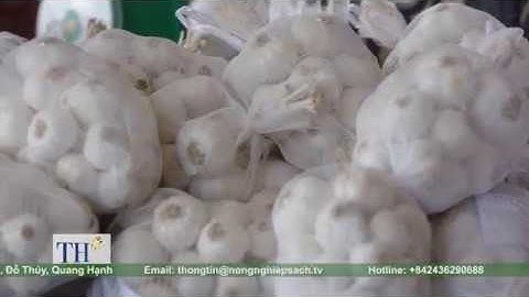 TỎI PHAN RANG CÓ GIÁ TỚI 200.000 VNĐ/KG LÀ DO?