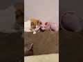 Kitties friends #sphynx