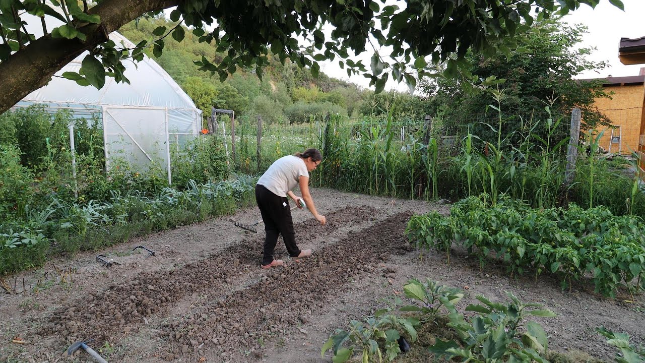 Semănăm în august, dar oare vom reuși să și culegem înainte de îngheț?