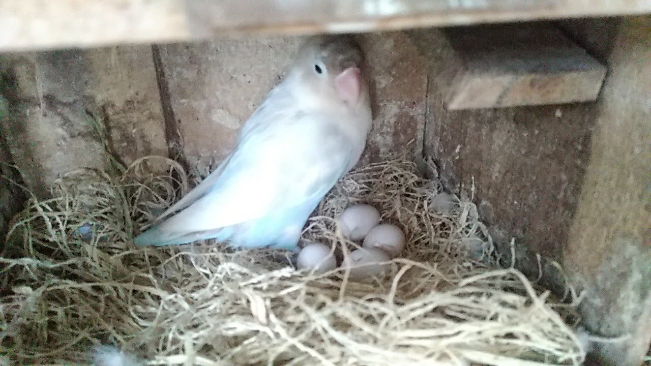 Lovebird sedang bertelur.. Begini cara ceknya 