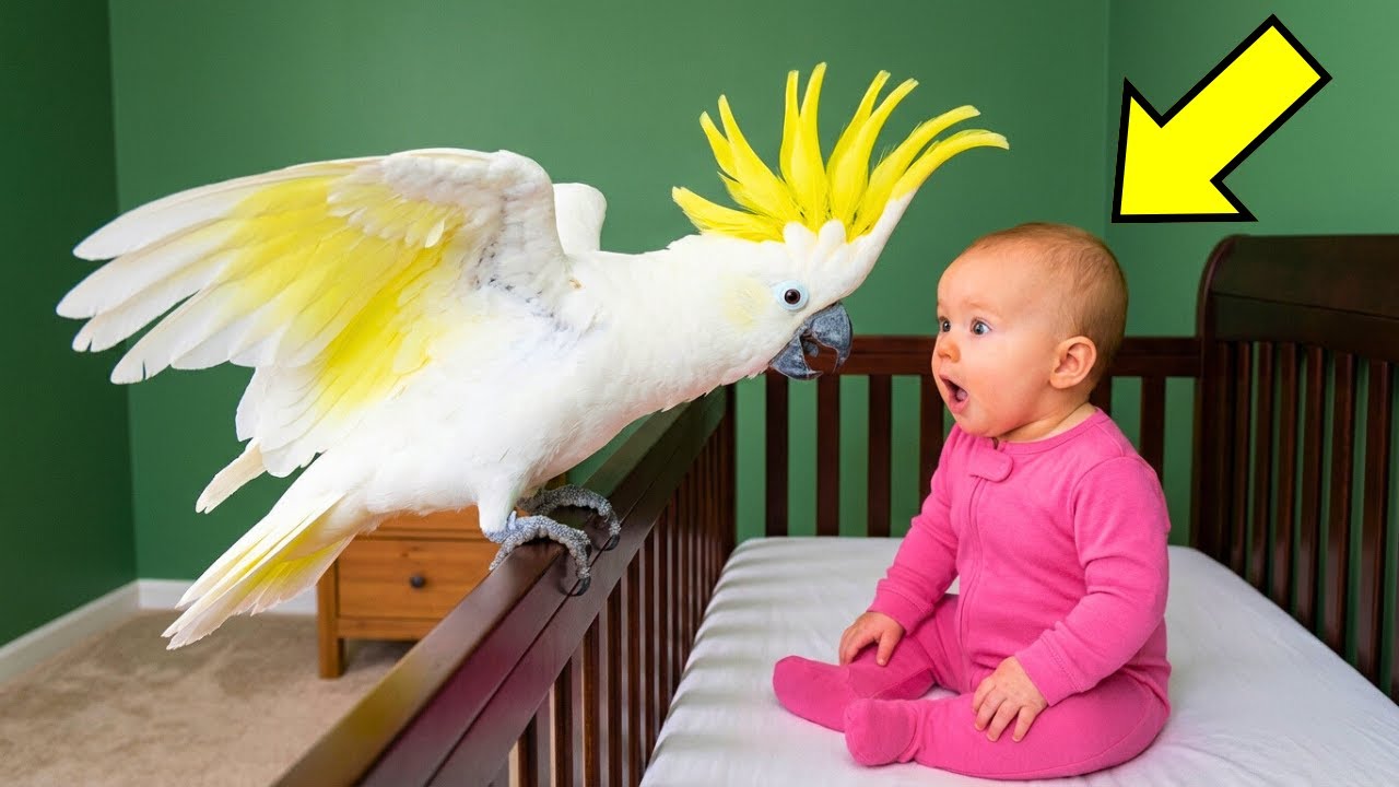 Ohne dieses Video wirst du nicht glauben, was der Papagei dem Baby angetan hat!