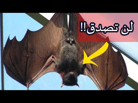 أغرب معلومات عن الخفاش 