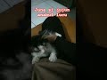juna sijujun anabul lucu #videoshort #cat #cats