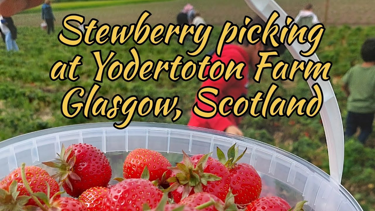 Strawberry 🍓🍓🍓 Picking in Glasgow, Scotland YouTube